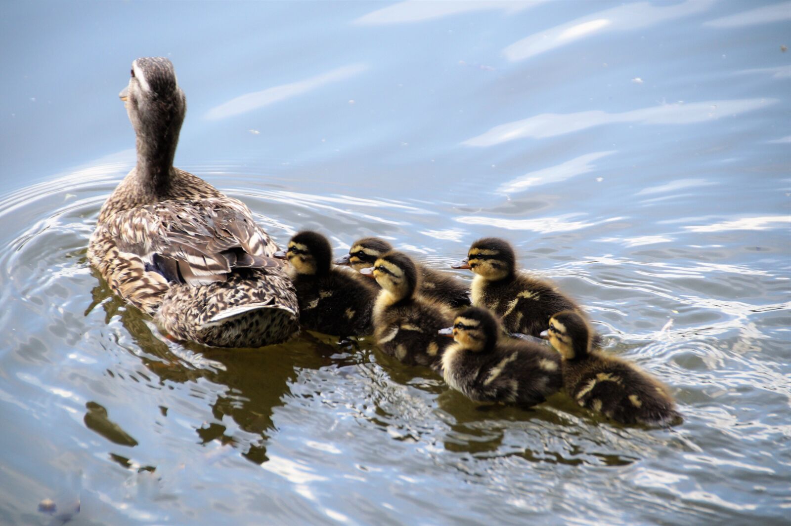 Sony SLT-A58 sample photo. Duck, wild, water photography