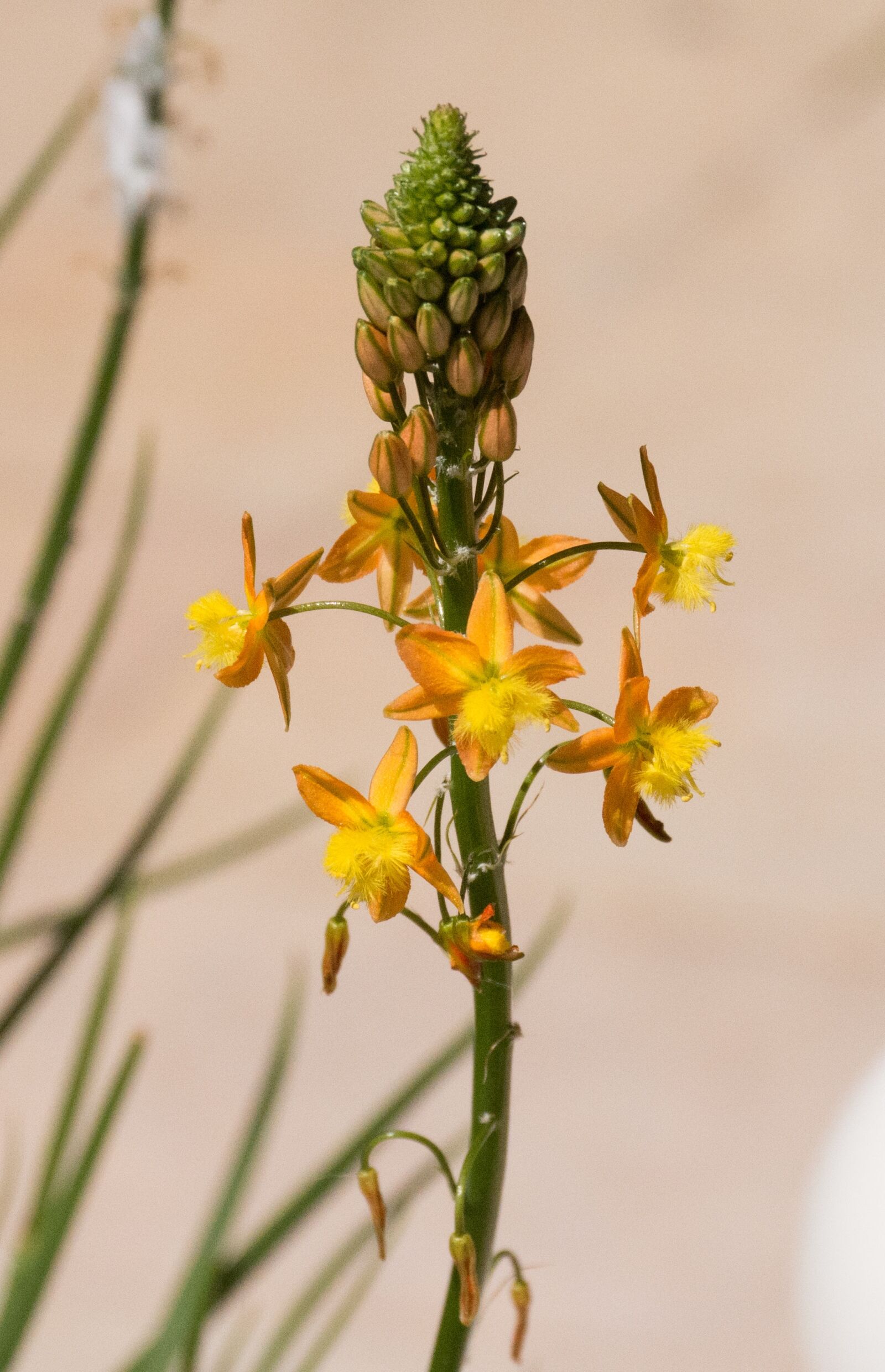 Nikon D7200 sample photo. Blossom, bloom, inflorescence photography