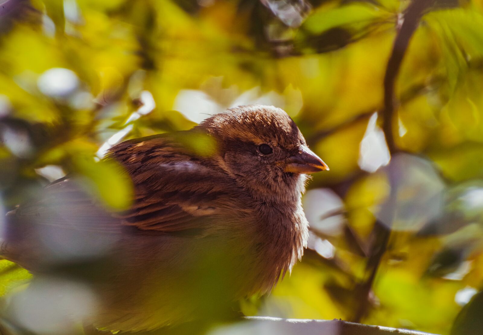 Pentax K-30 sample photo. Sparrow, bird, hiding place photography