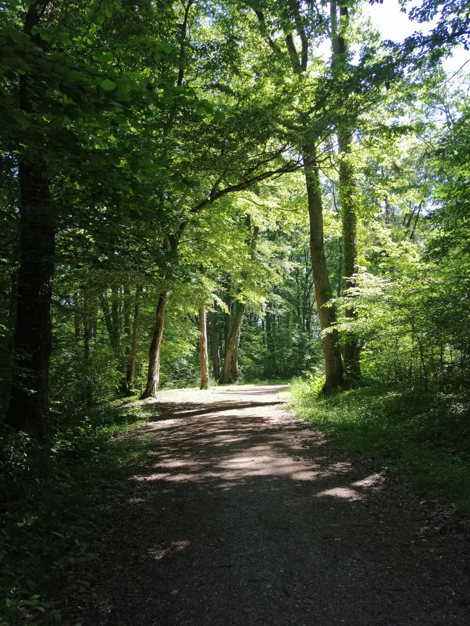 HUAWEI SNE-LX1 sample photo. Forest, calm, nature photography