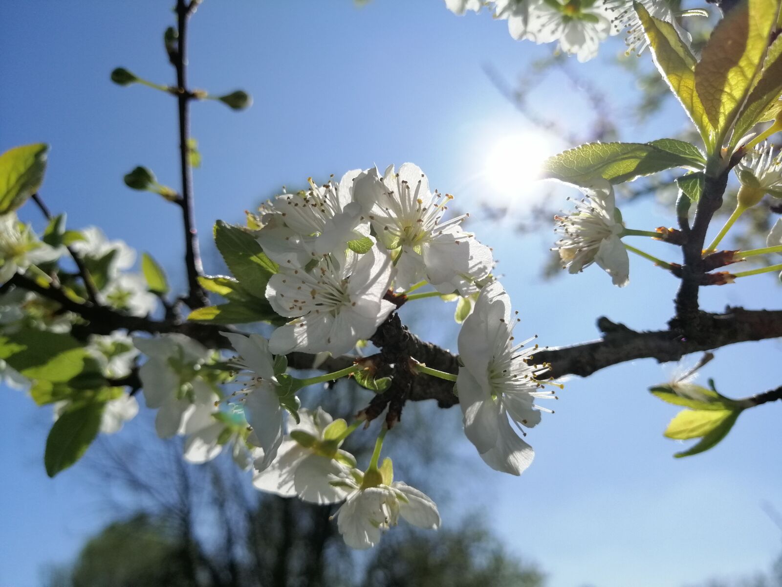 HUAWEI SNE-LX1 sample photo. Flowers, sun, sky photography