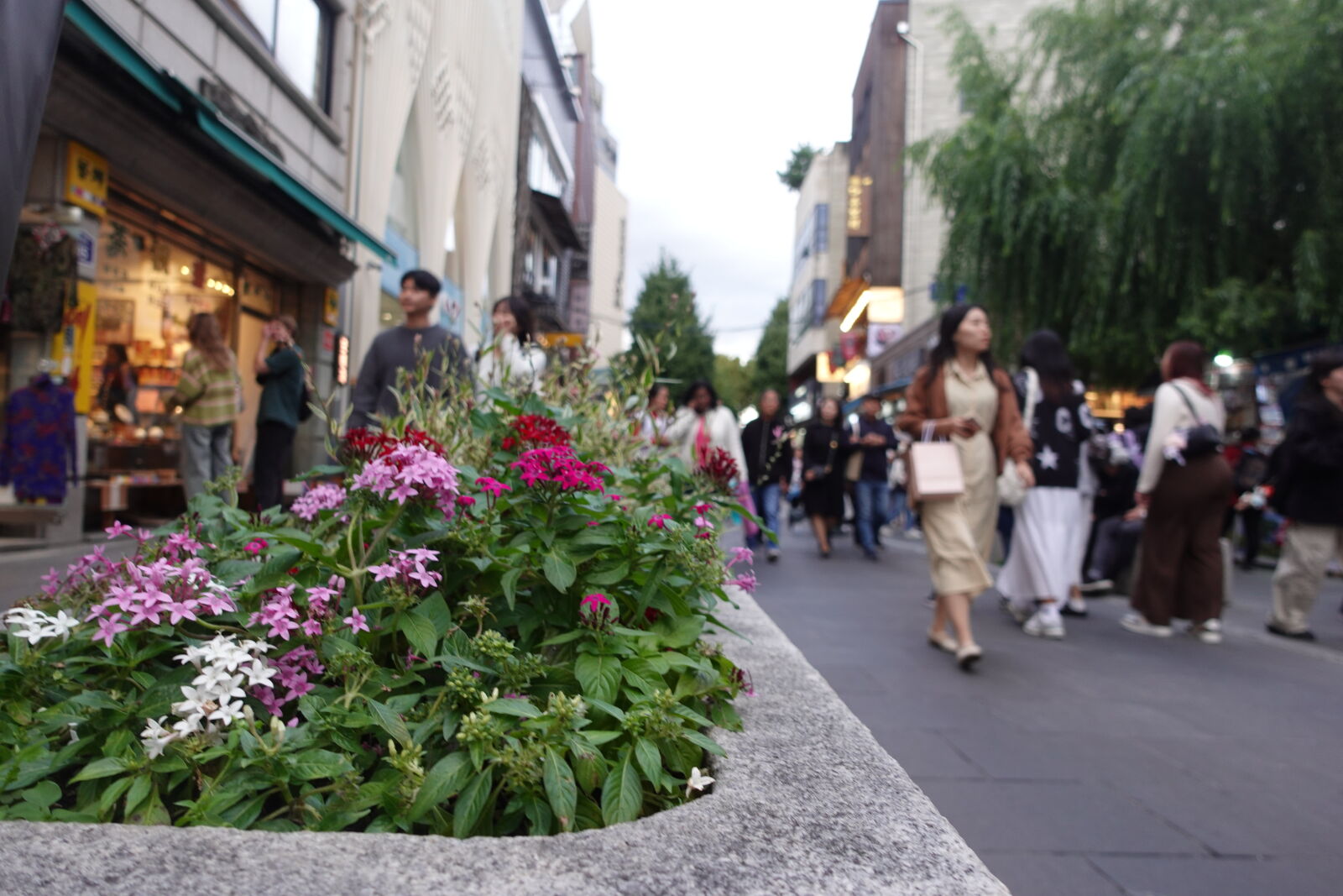 Sony ZV-1 sample photo