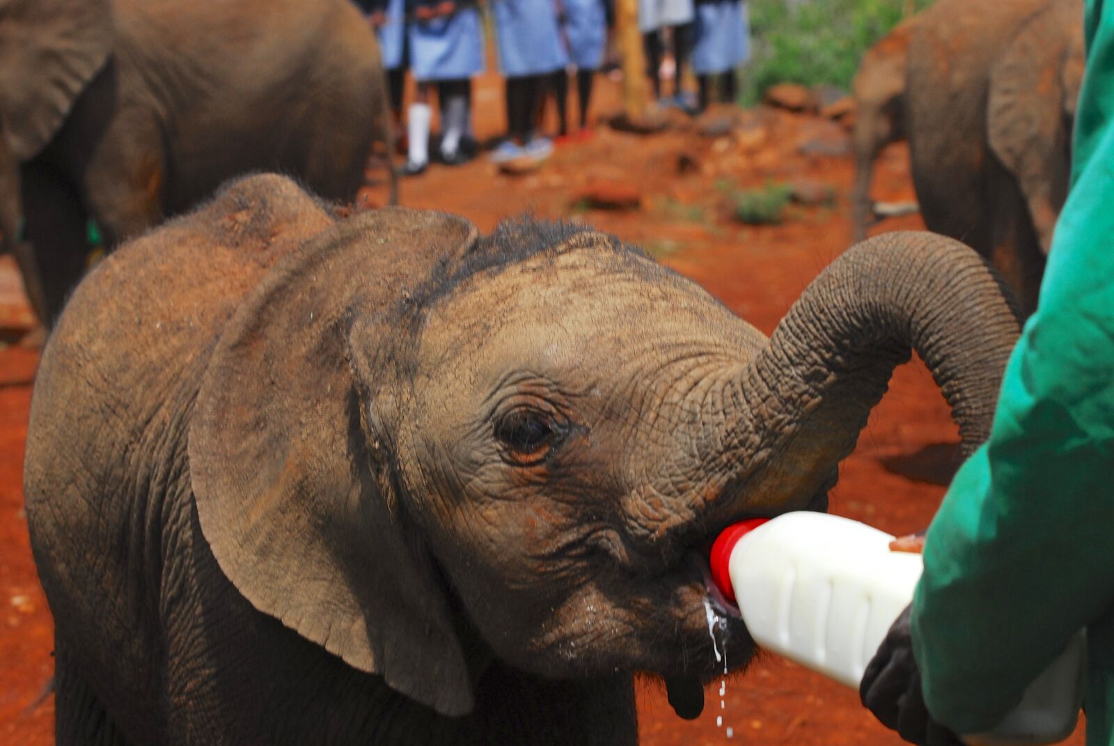 Nikon D200 sample photo. Elephants, bottle feeding, nairobi photography