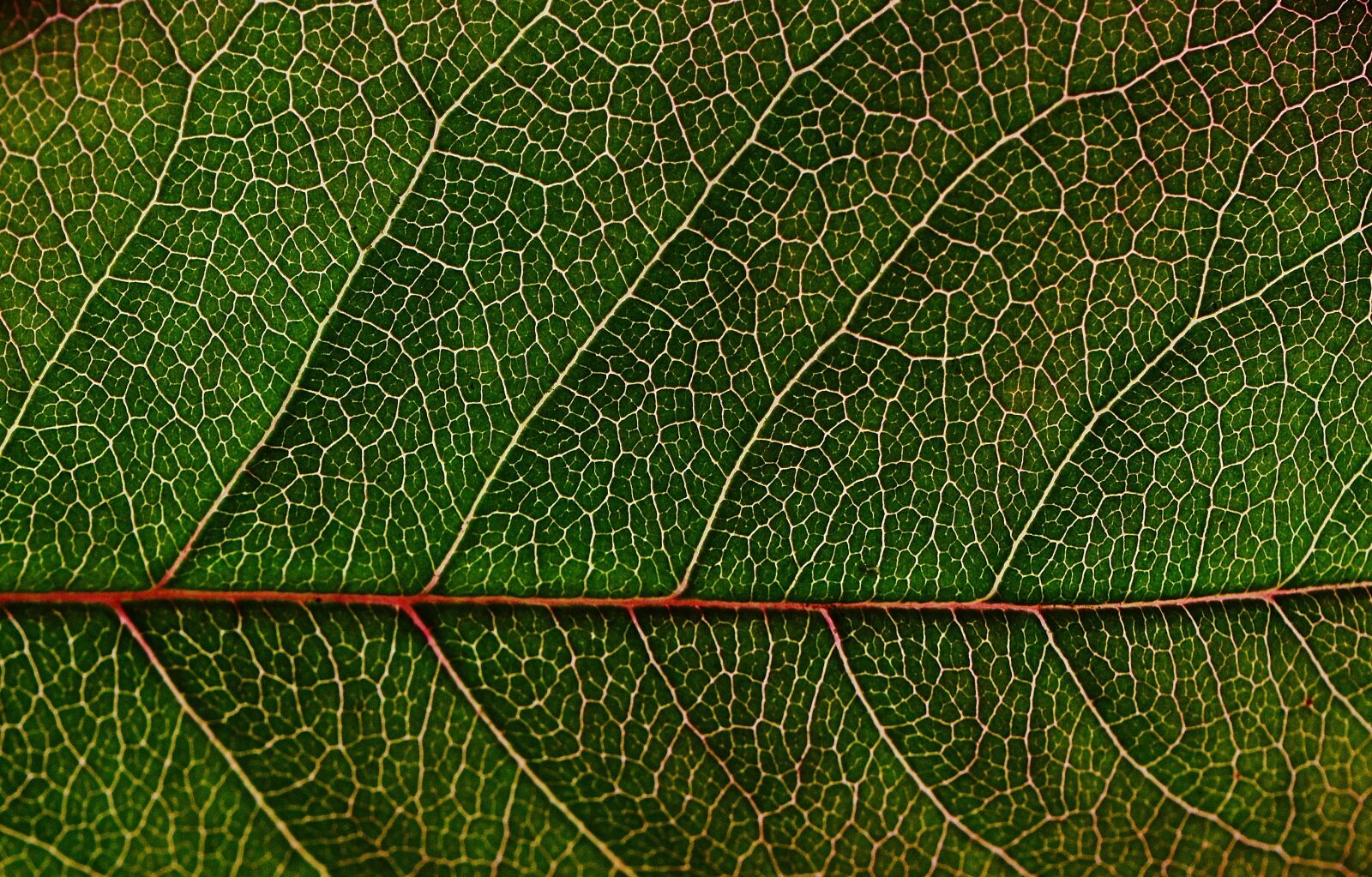 Nikon D3200 sample photo. Rosenblatt, green, background photography