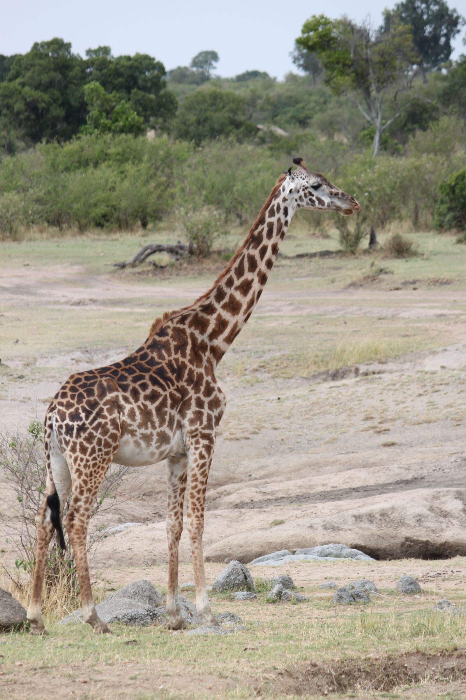 Canon EOS 500D (EOS Rebel T1i / EOS Kiss X3) sample photo. Safari, africa, animal photography