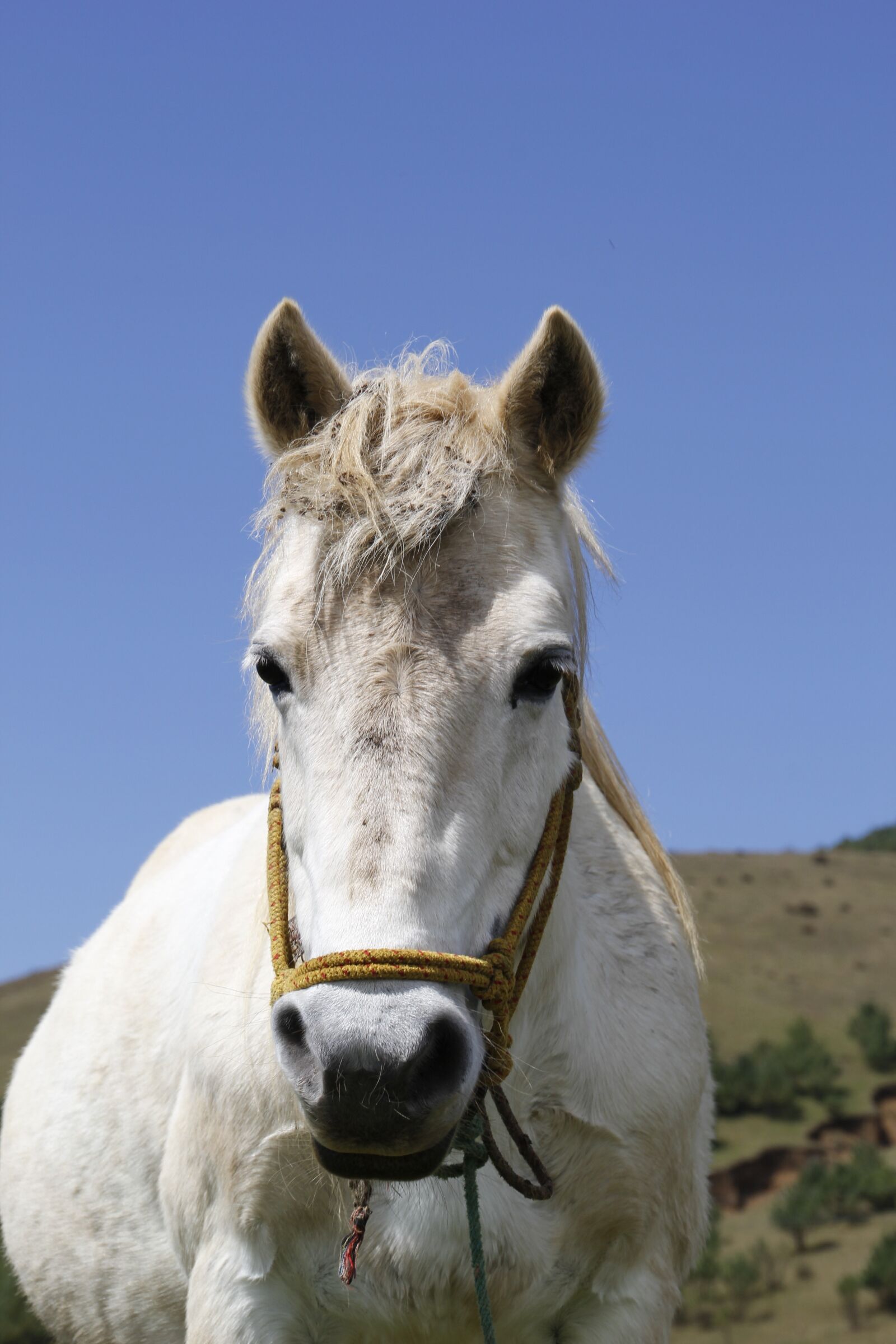 Canon EOS 60D sample photo. Whitehorse, animal, watch photography