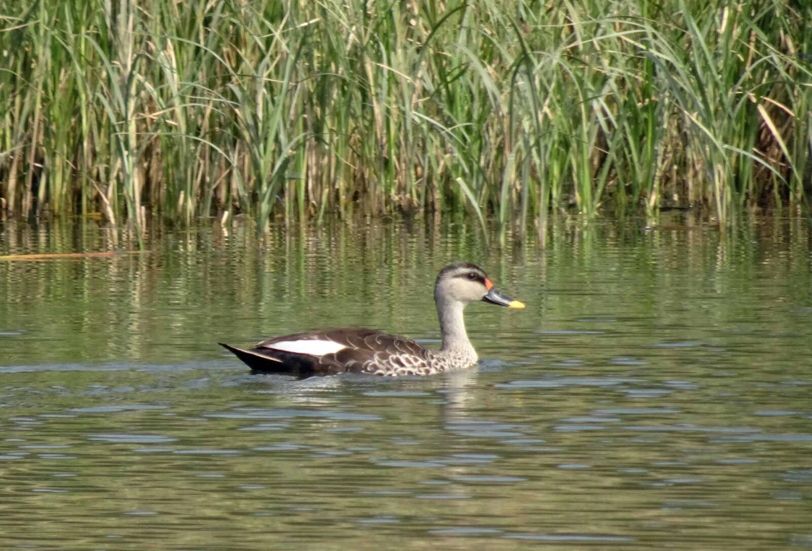 Sony Cyber-shot DSC-HX90V sample photo. Duck, bird, waterfowl photography