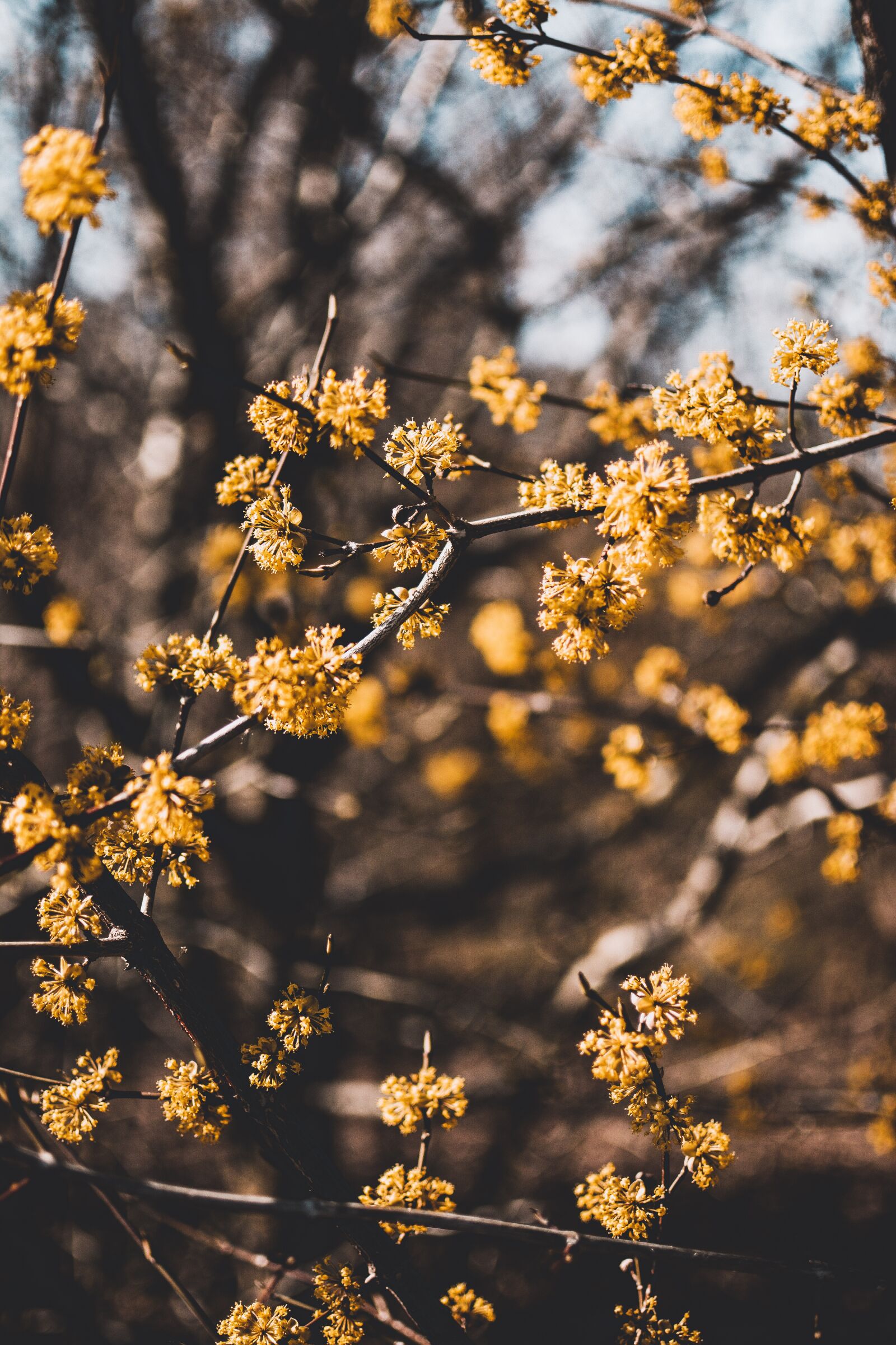 Nikon D5200 sample photo. Tree, branch, flower photography