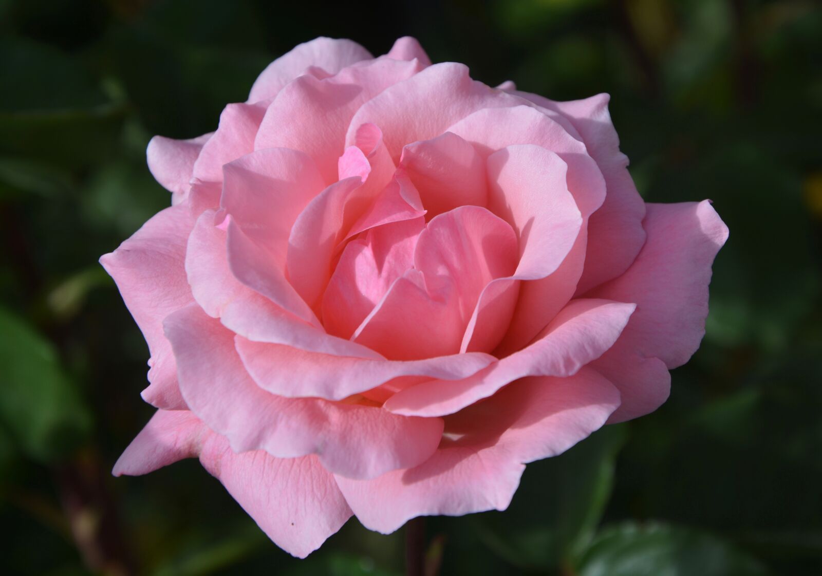 Nikon D5200 sample photo. Pink, color pink, rosebush photography
