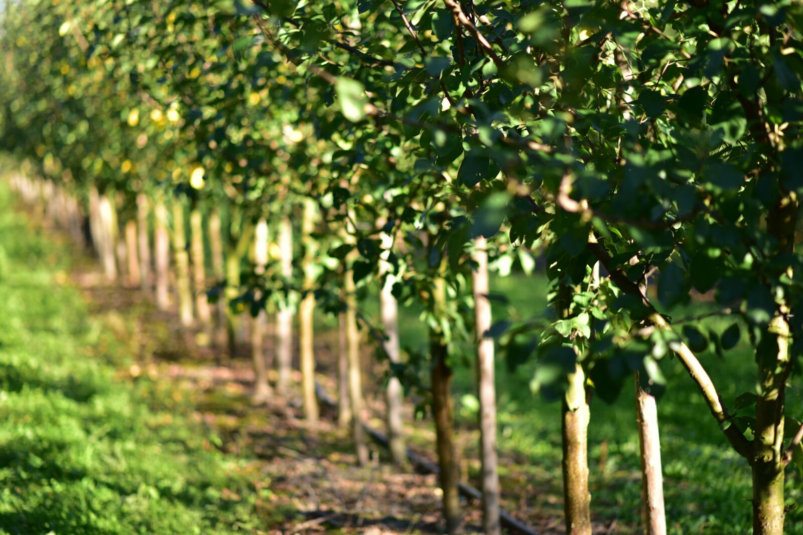 Nikon D750 sample photo. Sad, in the fall photography