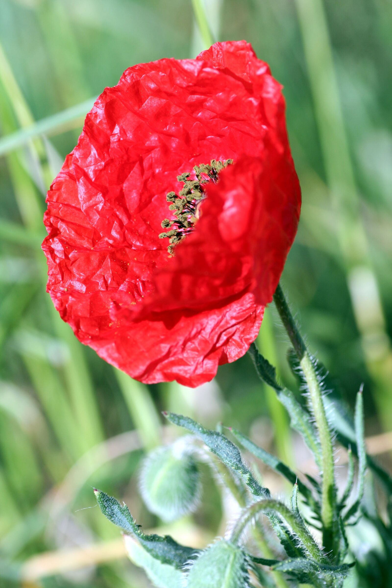 Canon EOS 350D (EOS Digital Rebel XT / EOS Kiss Digital N) sample photo. Poppy, hatching, red photography