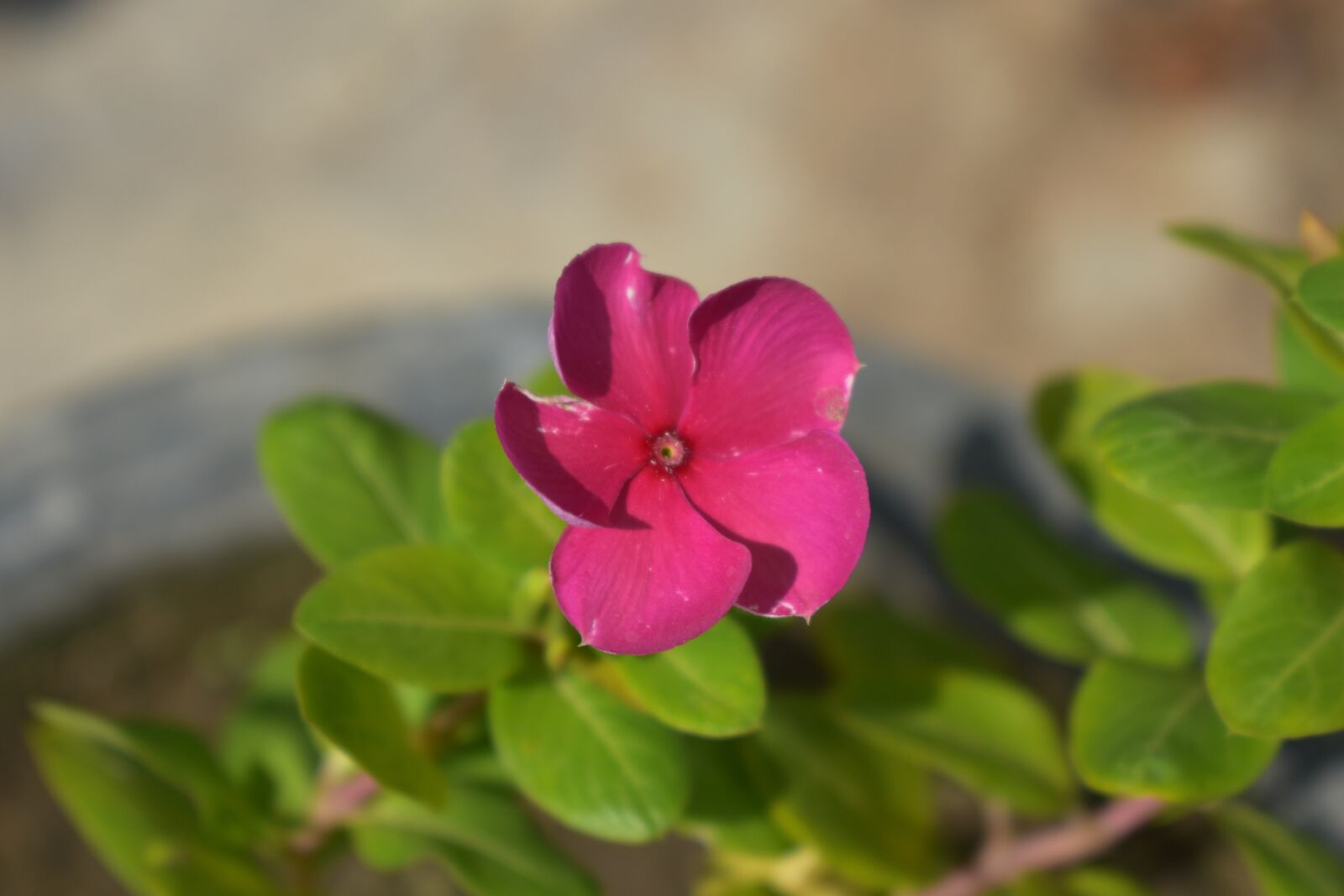Nikon D5600 sample photo. Periwinkle, teresita, pink photography