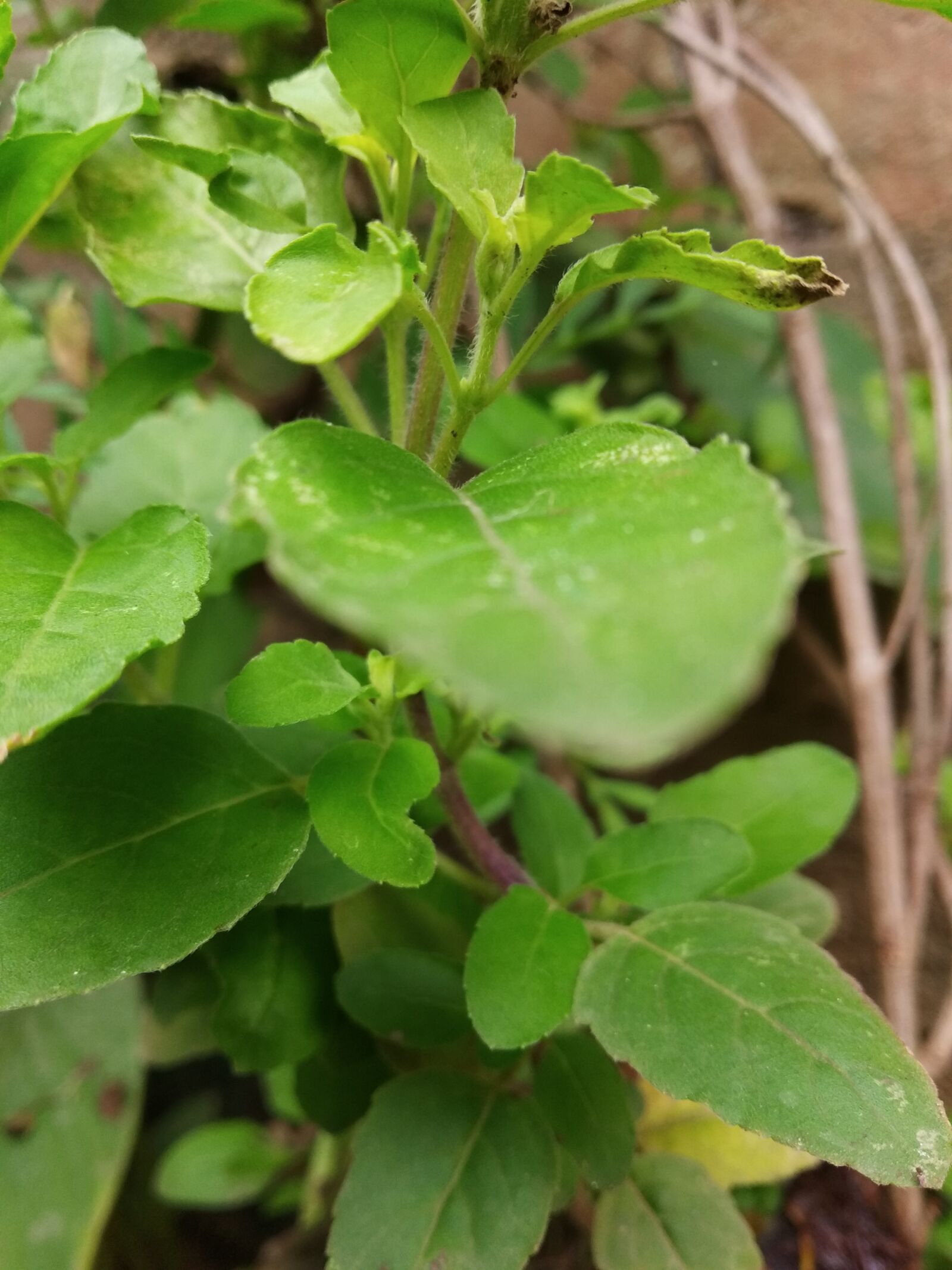 Xiaomi Redmi Y2 sample photo. Tulsi, leaves, plants photography