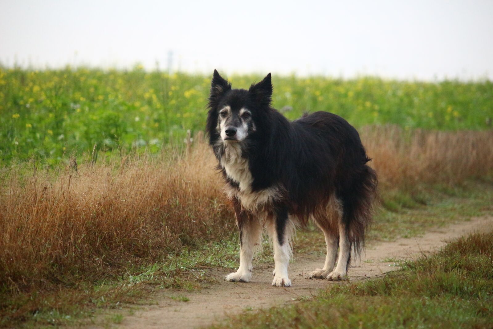 Canon EOS 100D (EOS Rebel SL1 / EOS Kiss X7) sample photo. Dog, border, herding dog photography