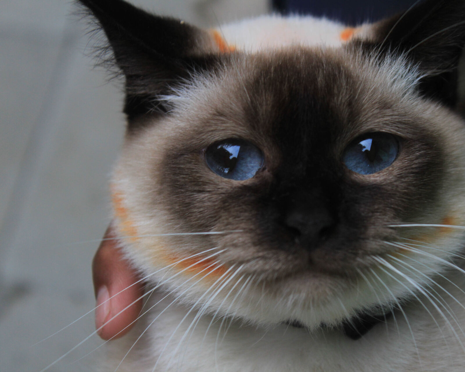 Canon EOS 1200D (EOS Rebel T5 / EOS Kiss X70 / EOS Hi) sample photo. Adorable, animal, animal, portrait photography