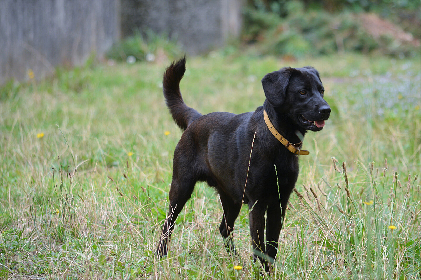 Nikon D5200 sample photo. Animal, domestique, animalier, animaux photography