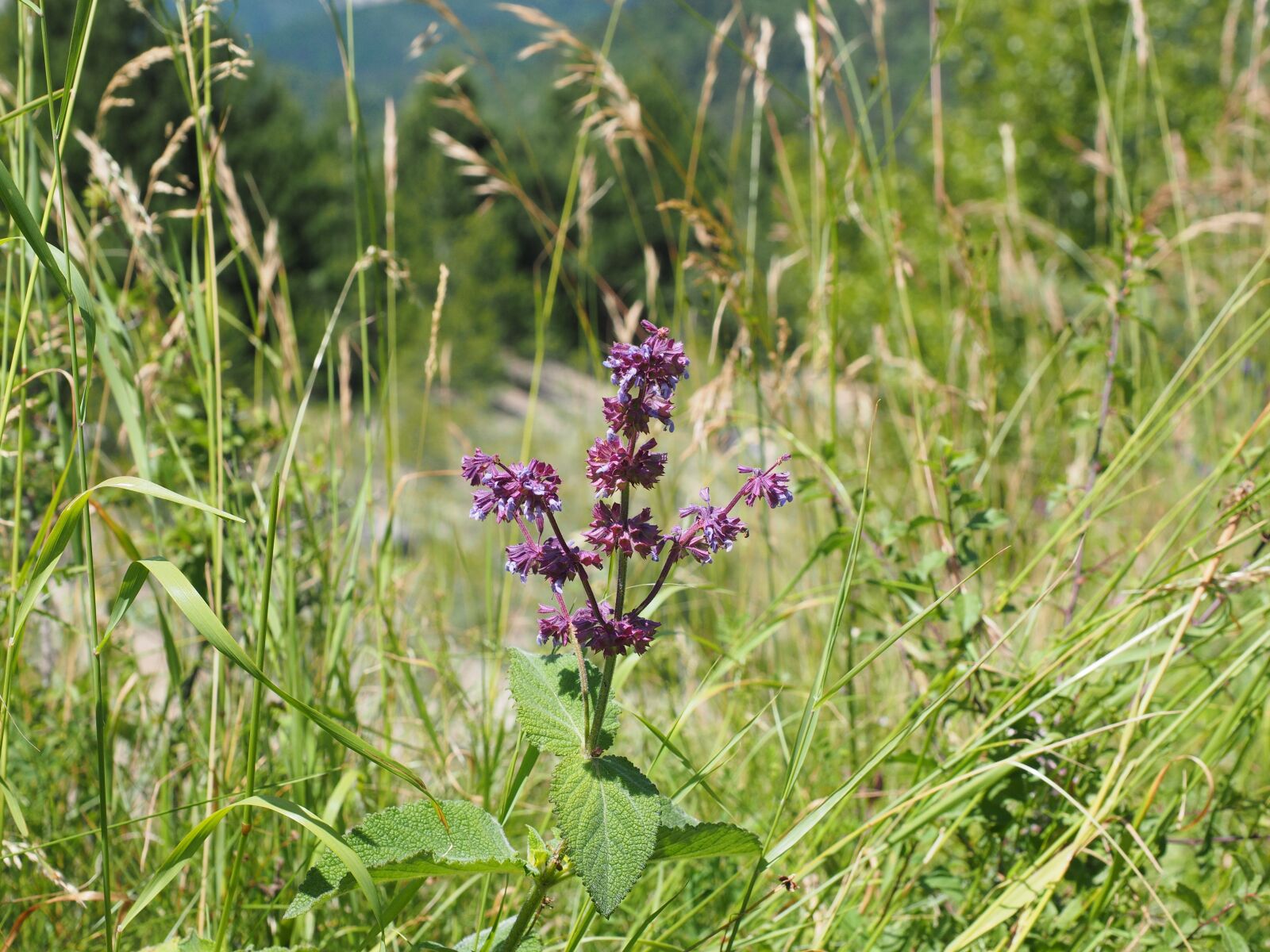 Olympus OM-D E-M1 + Olympus M.Zuiko Digital ED 12-40mm F2.8 Pro sample photo. Salvia verticillata, sage, flowers photography