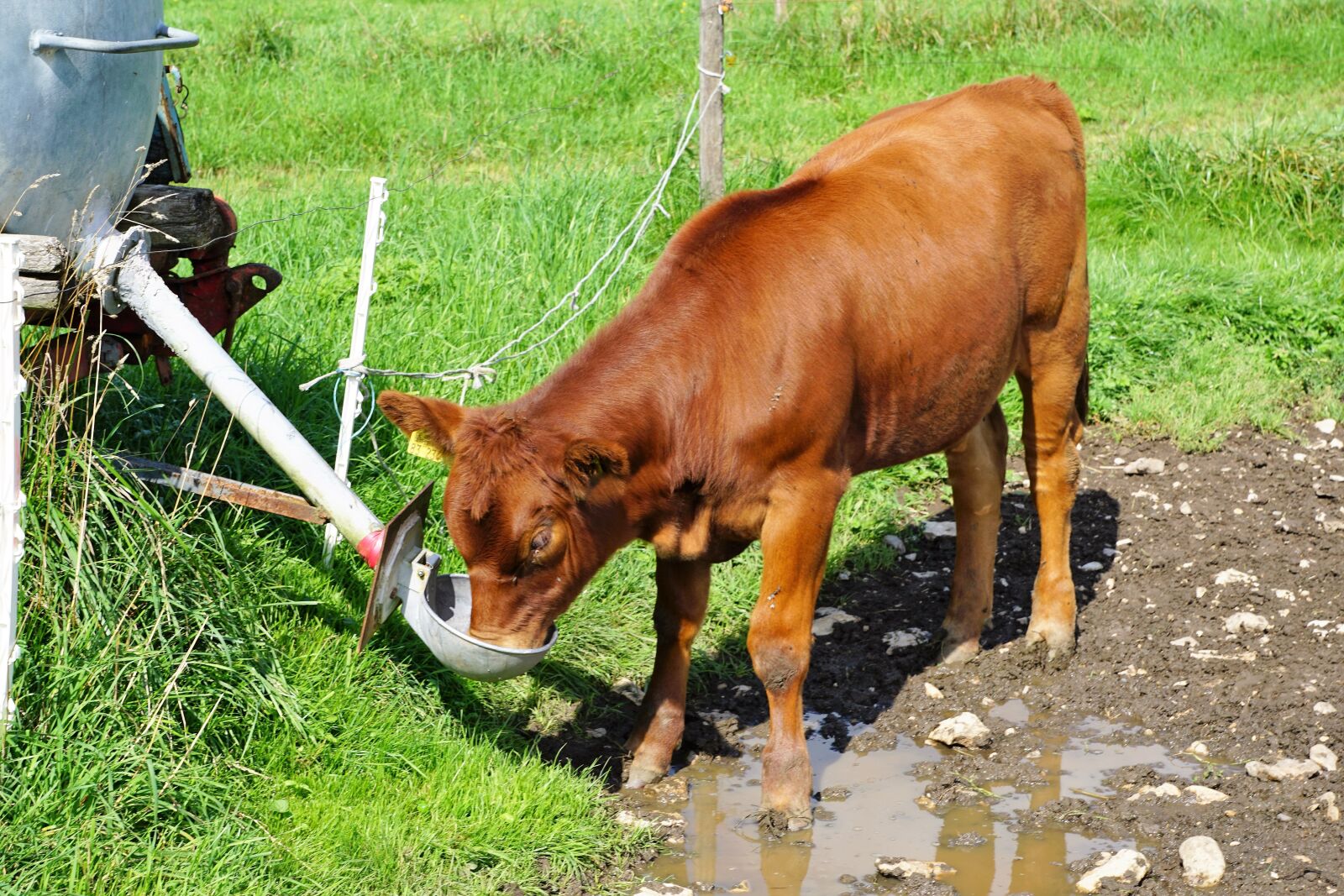 Sony ILCA-77M2 + Sony DT 16-50mm F2.8 SSM sample photo. Calf, cow, young photography