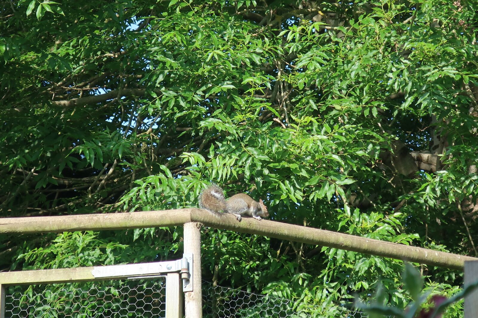 Canon PowerShot G9 X Mark II sample photo. Squirrel, young, nature photography