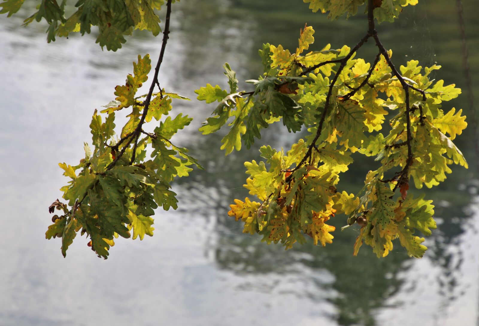 Canon EOS 80D sample photo. Sprig, yellow, foliage photography