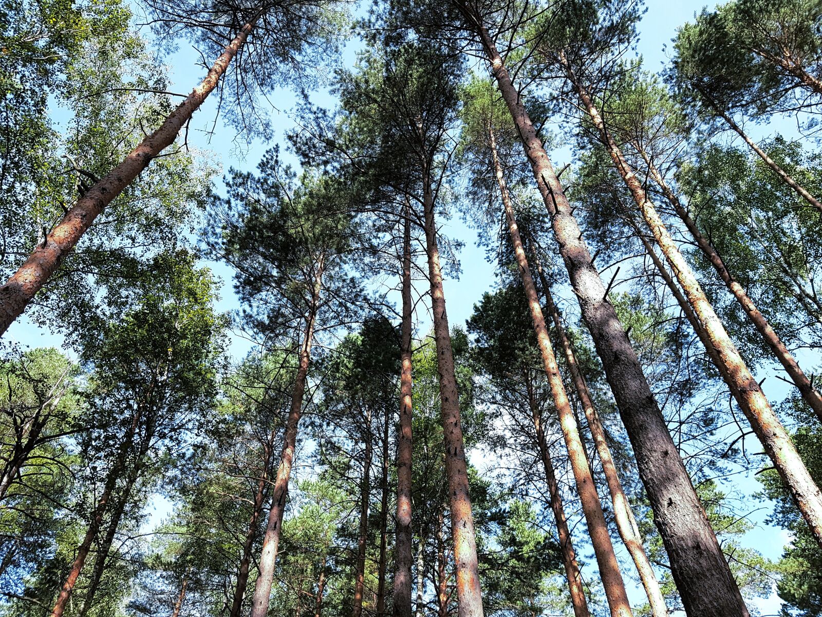 Samsung SM-G930F sample photo. Forest, pine, sky photography