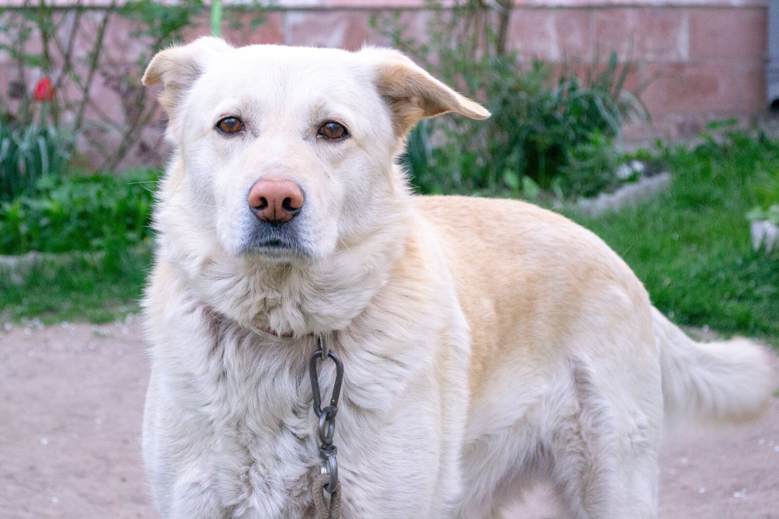 Nikon D3100 sample photo. Dog, chain, yard photography