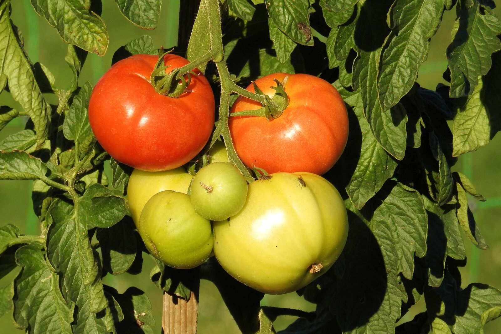 Nikon Coolpix P900 sample photo. Tomatoes, tomato shrub, garden photography