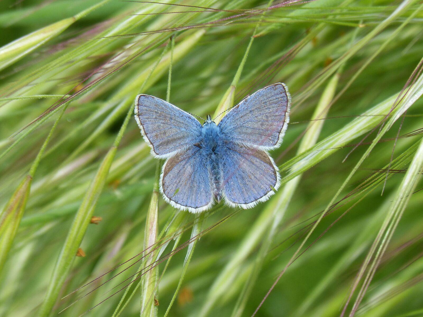 Panasonic DMC-FZ62 sample photo. Blue butterfly, butterfly, blaveta photography