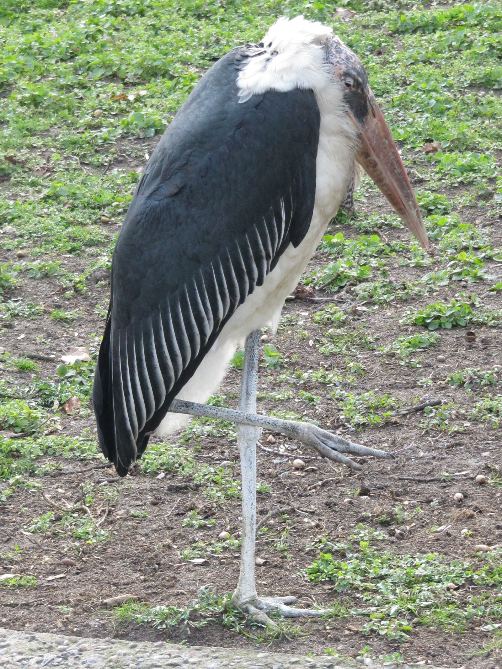 Canon PowerShot SX200 IS sample photo. Marabu, scavengers, stork-like photography