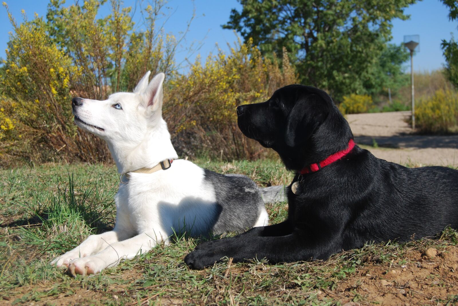 Nikon D60 sample photo. Dog, labrador, husky photography