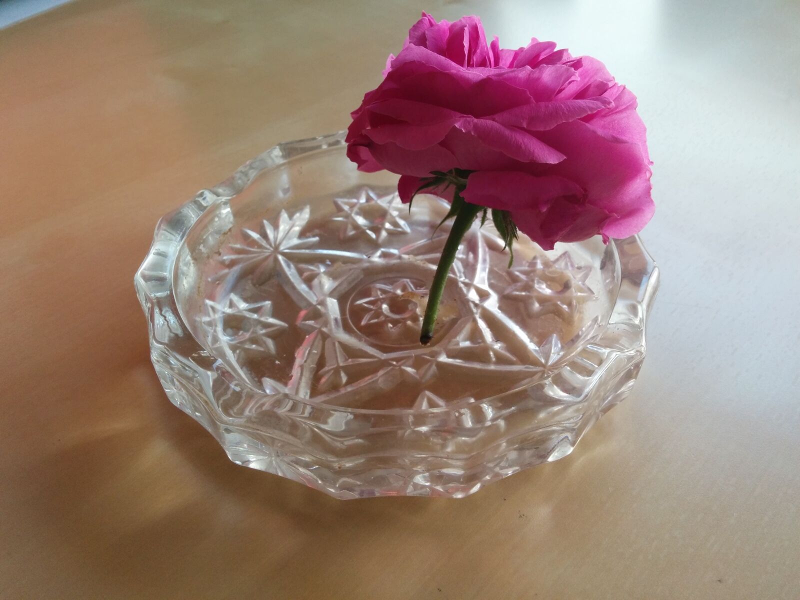 LG Nexus 5 sample photo. Flower, ashtray, ecological photography