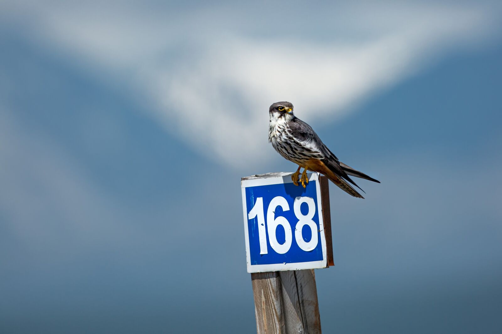 Canon EOS 5D Mark III sample photo. Wild birds, strawberries falcon photography