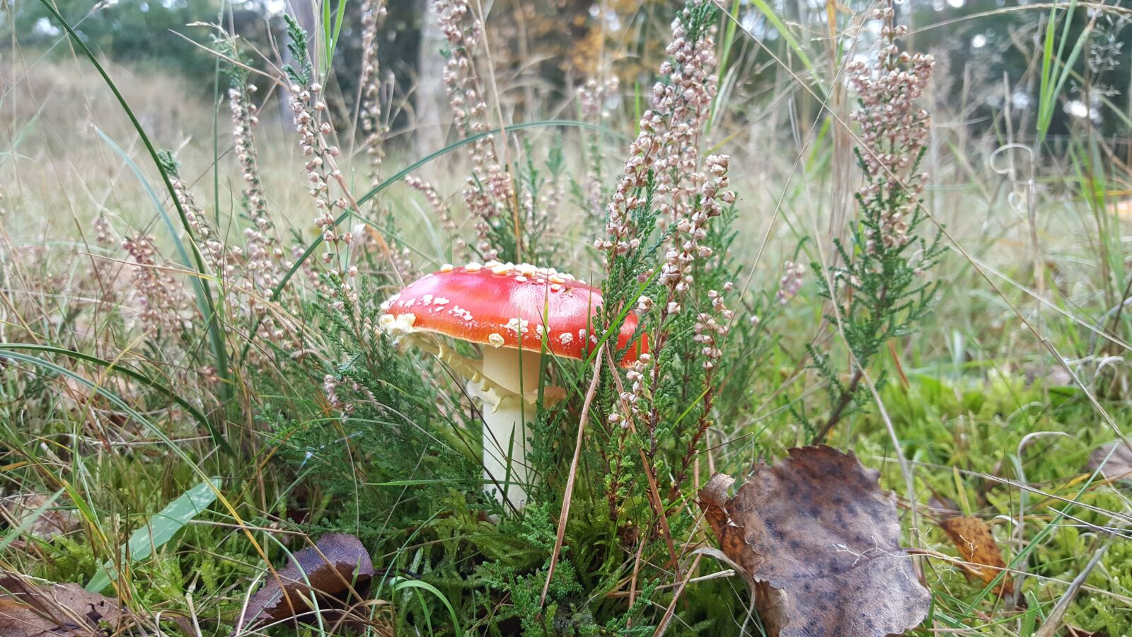 Samsung GALAXY S6 edge sample photo. Mushroom, red with white photography