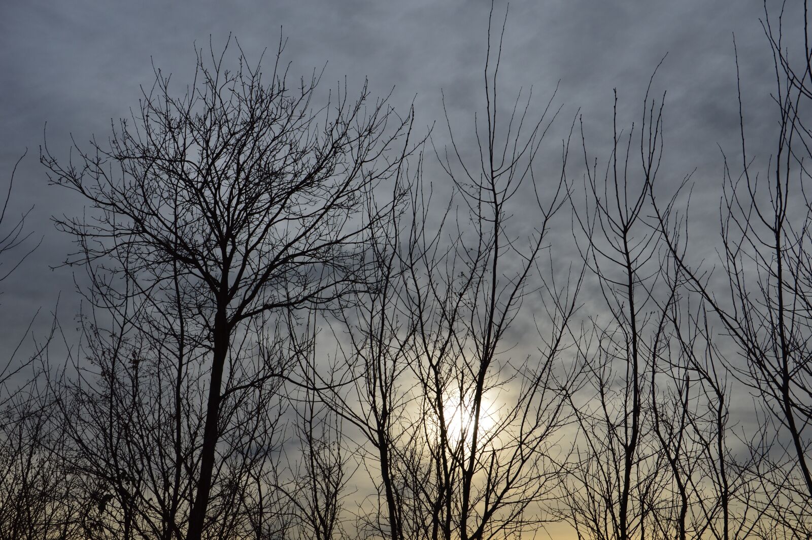 Nikon D3200 sample photo. Tree, landscape, nature photography