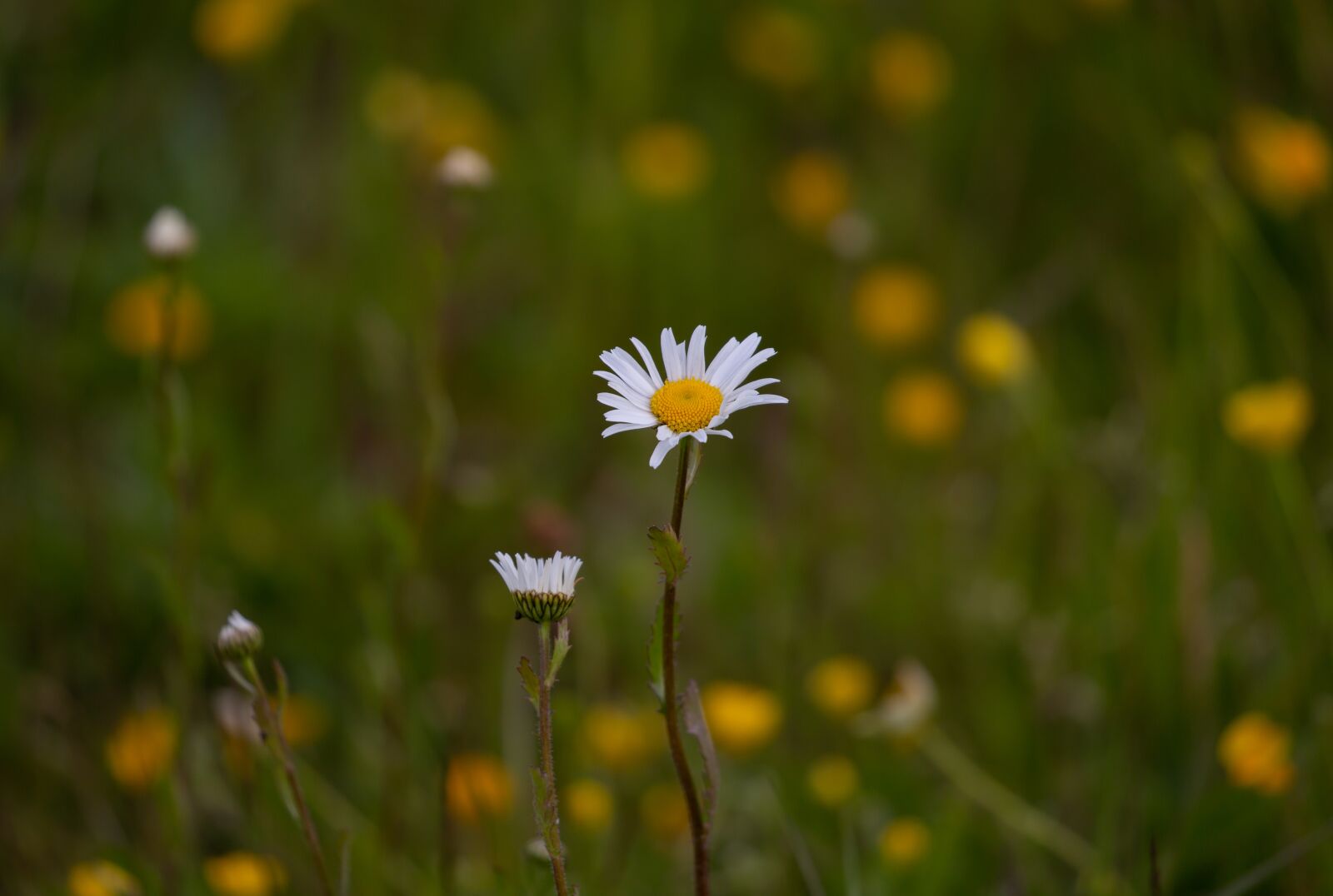 Canon EOS 5D Mark III sample photo. Daisy, wild flower, large photography