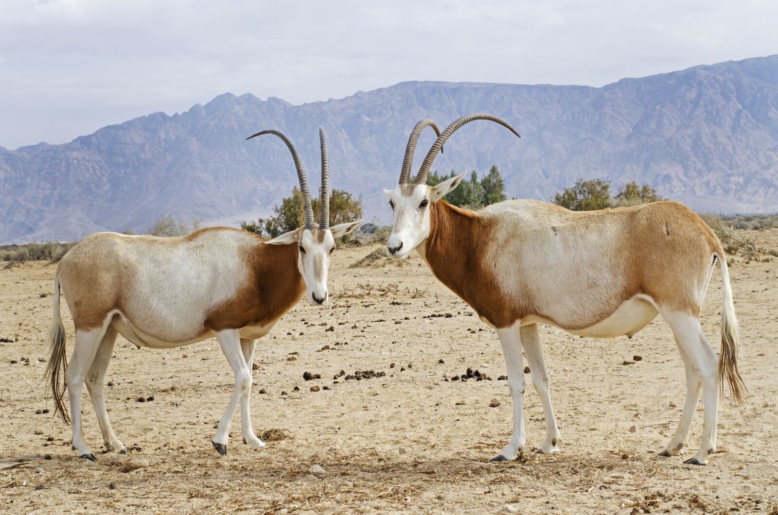 Nikon D5100 sample photo. Scimpter horned oryx, desert photography