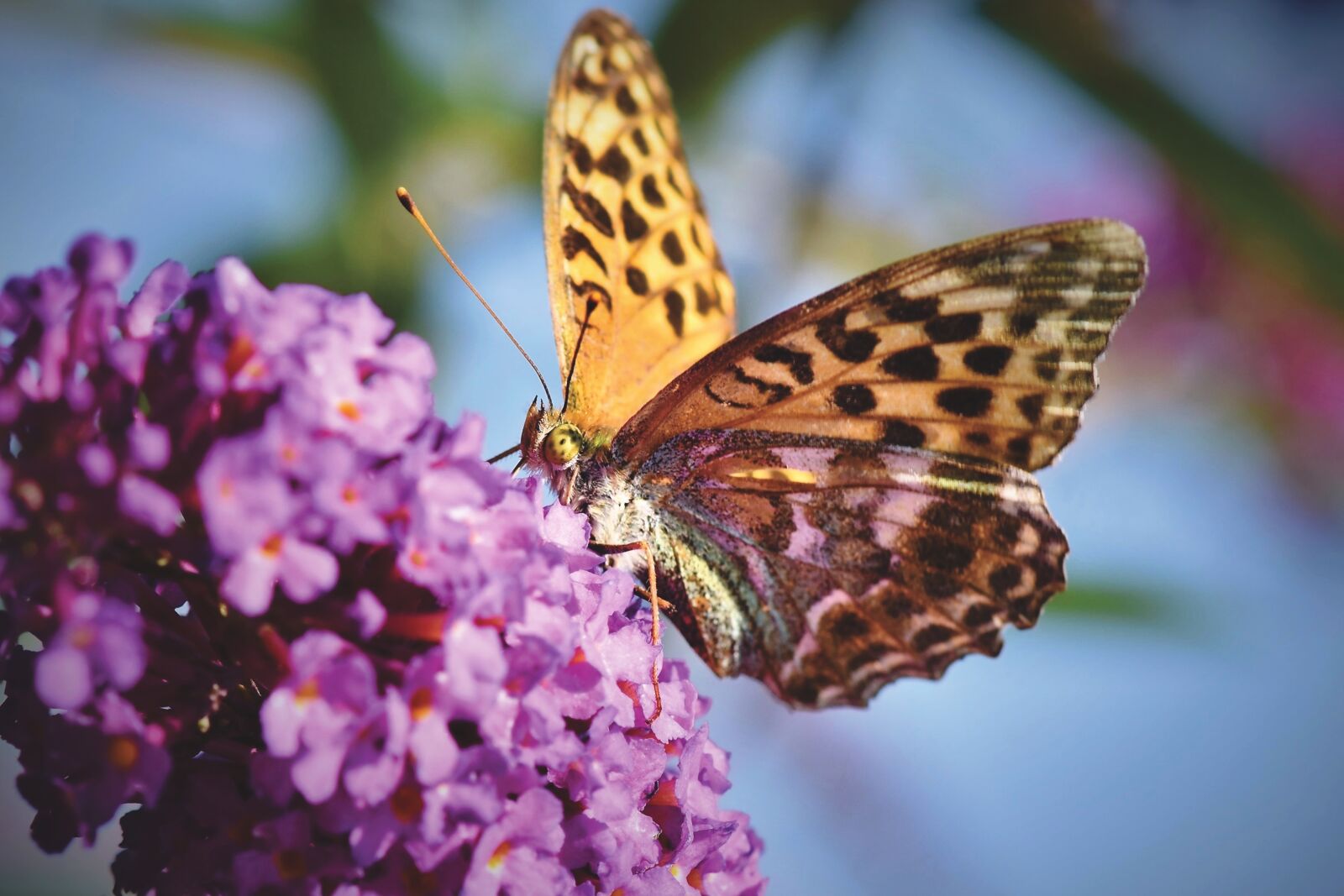 Nikon D7200 sample photo. Butterfly, butterflies, flight insect photography