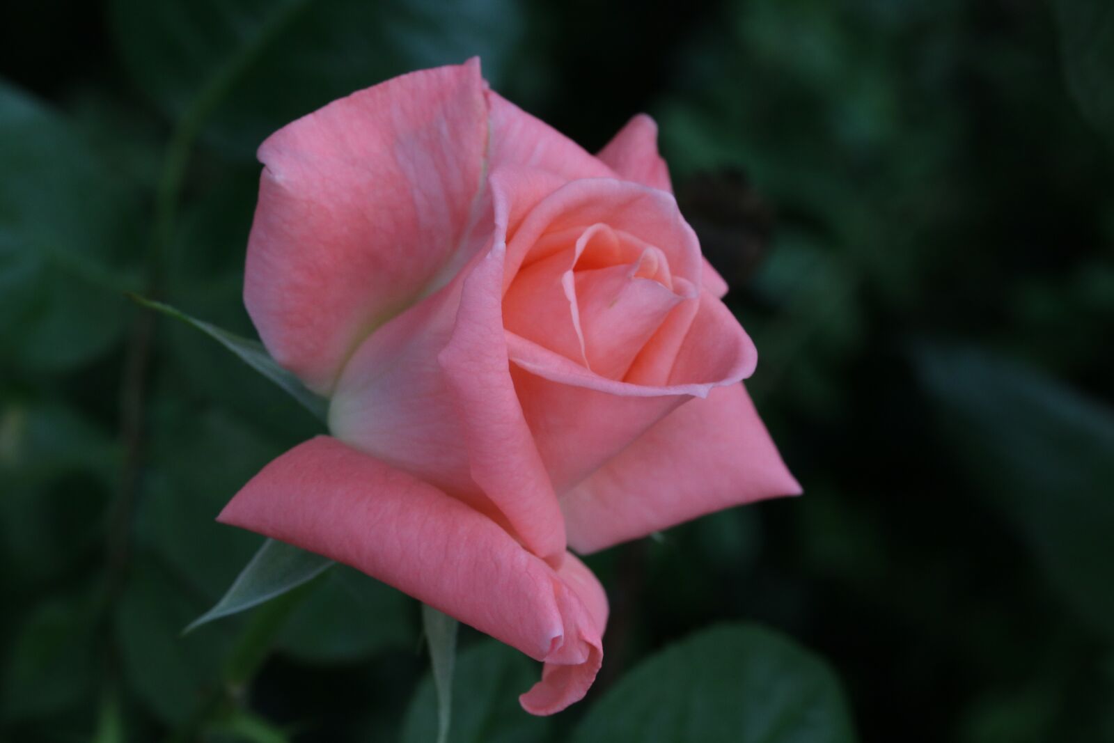 Canon EOS 750D (EOS Rebel T6i / EOS Kiss X8i) sample photo. Rose, flowers, beautiful photography