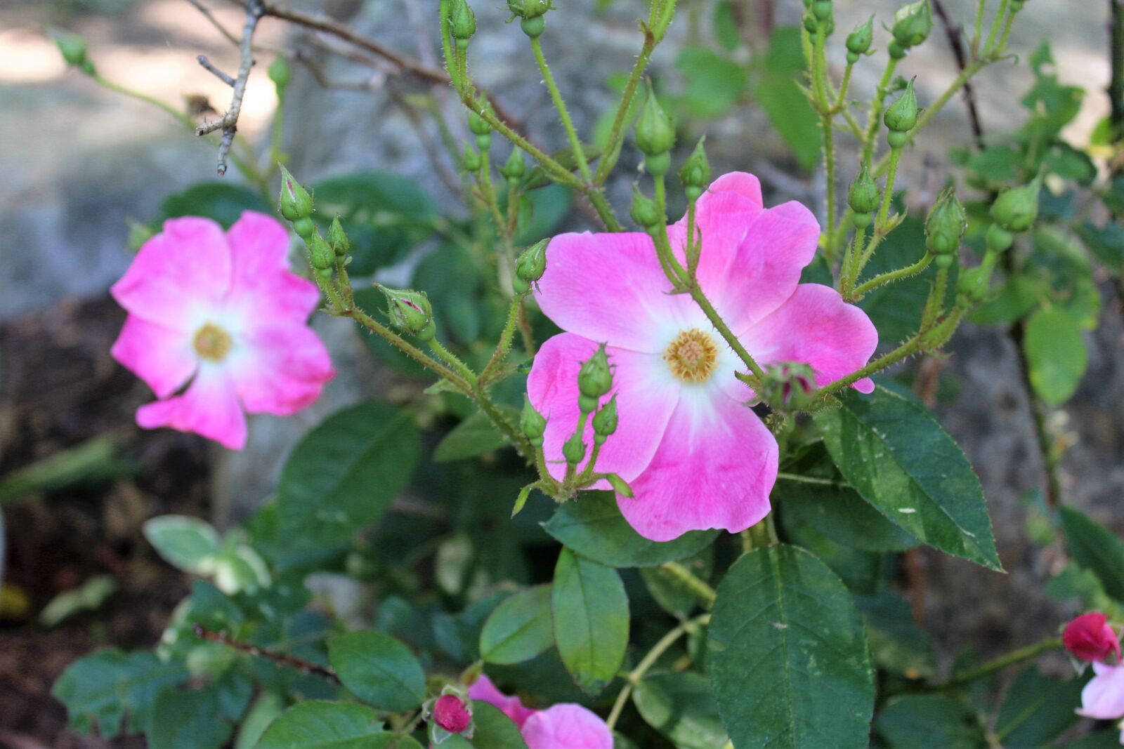 Canon EOS 1200D (EOS Rebel T5 / EOS Kiss X70 / EOS Hi) sample photo. Pink, rose, sea, rose photography