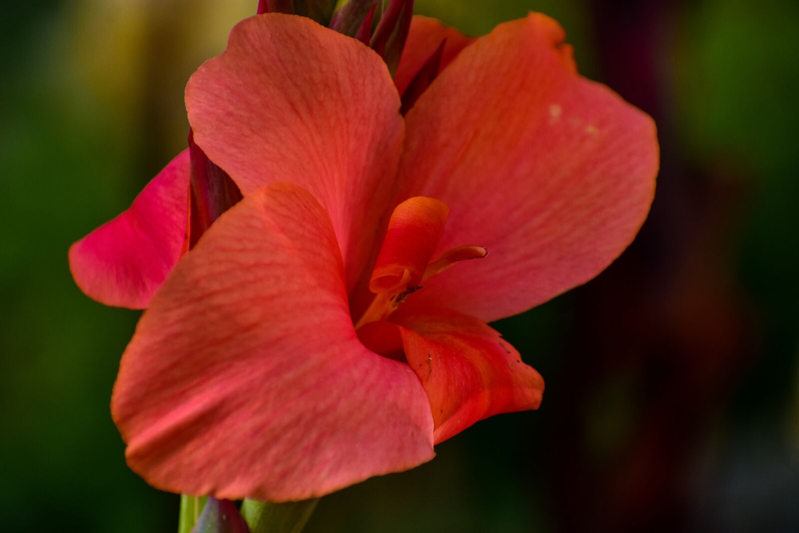 Nikon D3400 sample photo. Flower, achira, garden photography