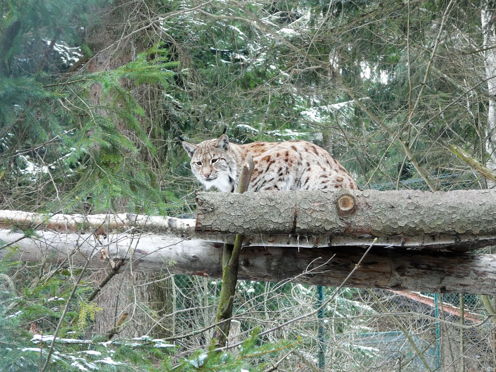 Panasonic DMC-FZ18 sample photo. Animals, lynx, nature, wild photography