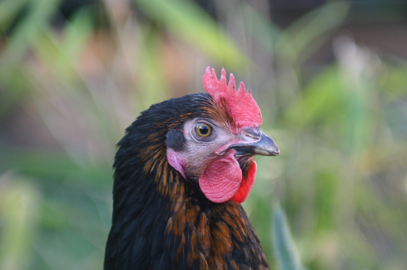 Canon EOS 300D (EOS Digital Rebel / EOS Kiss Digital) sample photo. Hen, laying hens, chicken photography