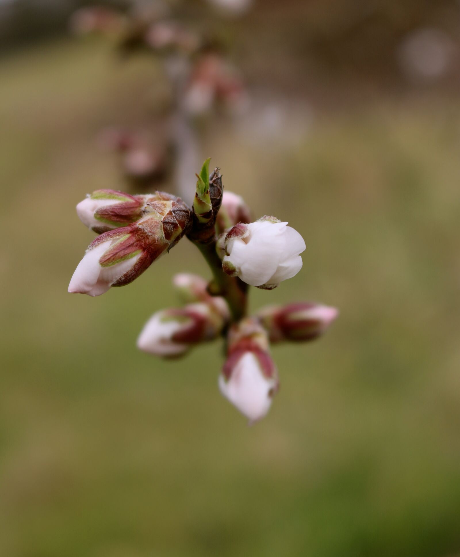 Canon EOS 750D (EOS Rebel T6i / EOS Kiss X8i) sample photo. Almond blossom, almond tree photography