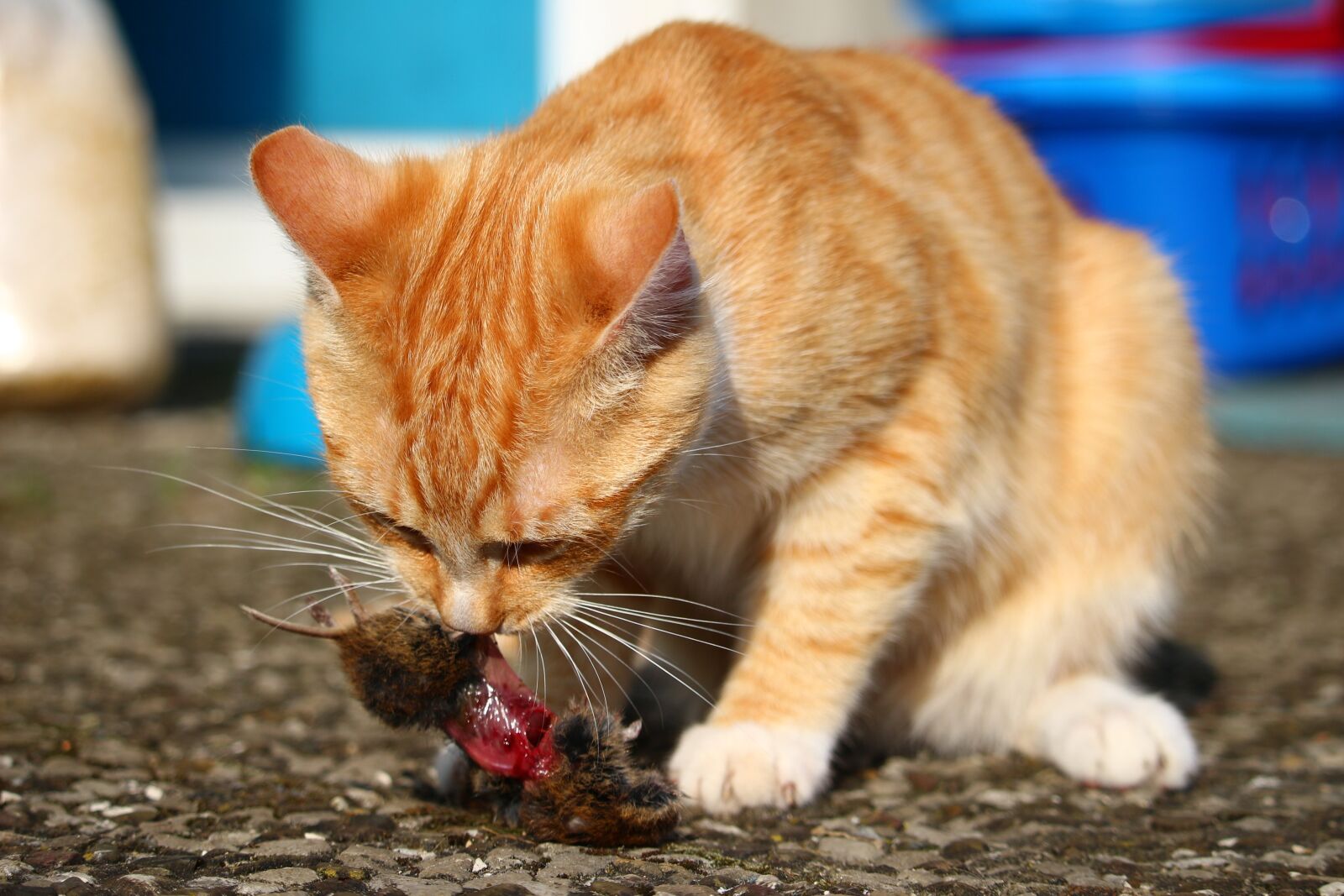 Canon EOS 100D (EOS Rebel SL1 / EOS Kiss X7) sample photo. Cat, mieze, kitten photography