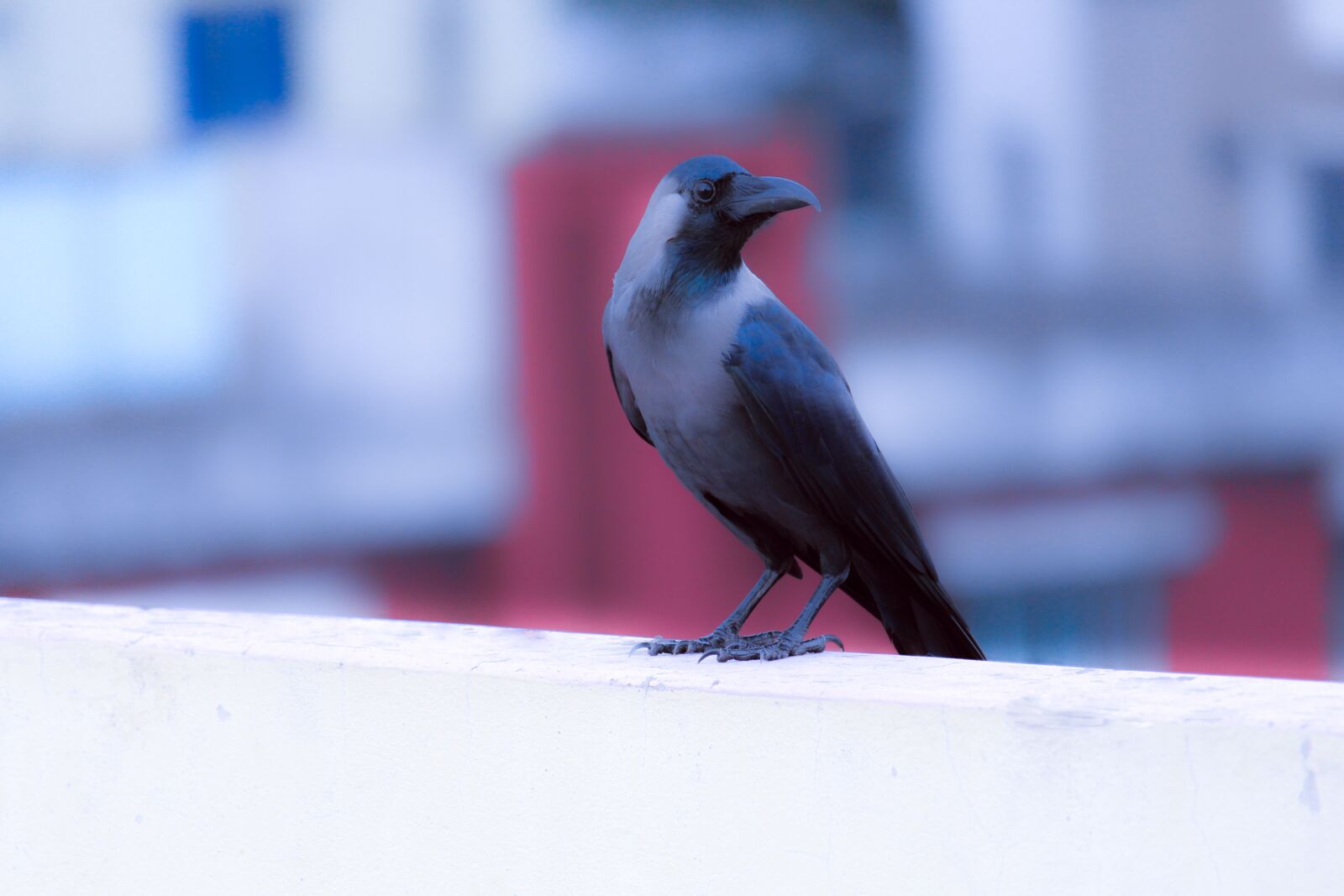 Canon EF-S 55-250mm F4-5.6 IS STM sample photo. Crow, raven, animal photography