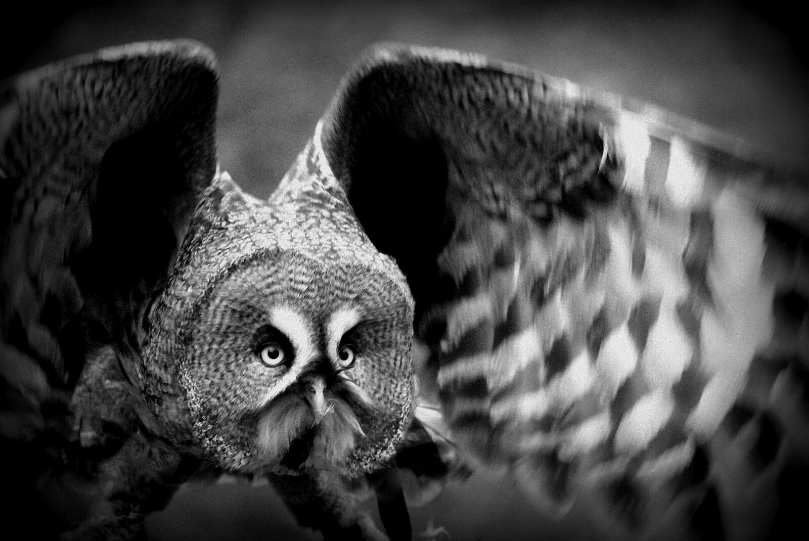 Canon EF-S 55-250mm F4-5.6 IS STM sample photo. Nature, animal world, animal photography