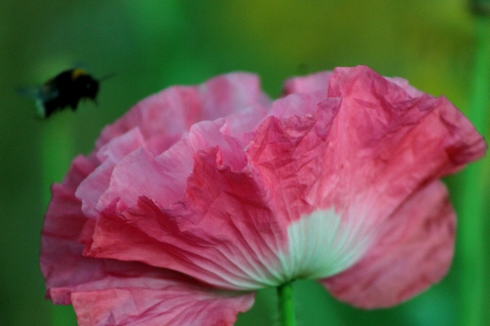 Canon EOS 1100D (EOS Rebel T3 / EOS Kiss X50) + Canon EF75-300mm f/4-5.6 sample photo. Bee, flower, insect photography