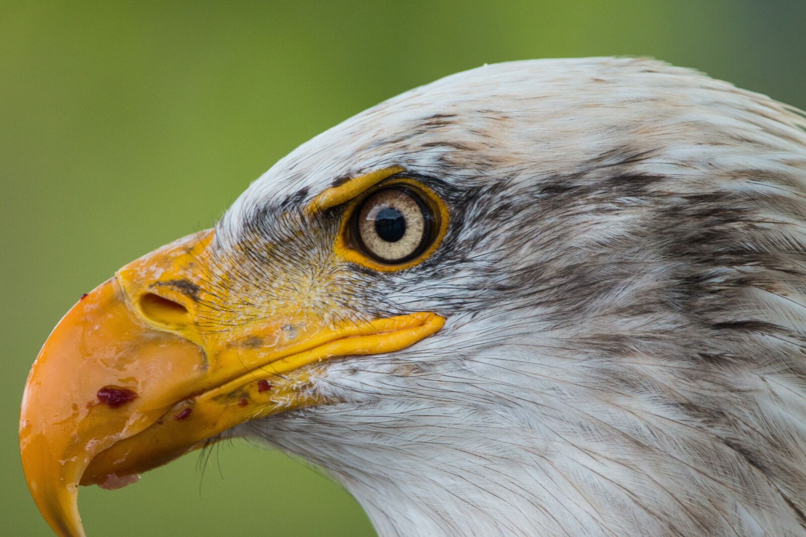 150-600mm F5-6.3 DG OS HSM | Contemporary 015 sample photo. Bald eagle, haliaeetus leucocephalus photography