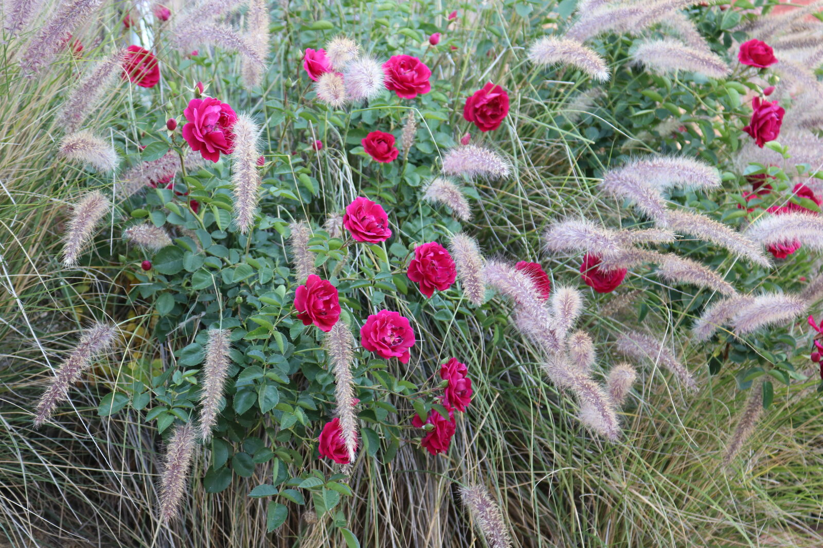 Canon EOS 750D (EOS Rebel T6i / EOS Kiss X8i) sample photo. Red, roses photography