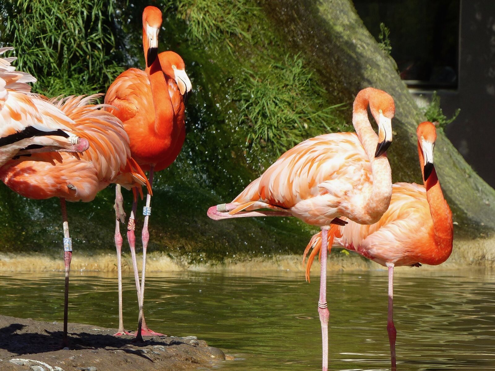 Panasonic Lumix DMC-FZ200 sample photo. Flamingo, pink, pink flamingo photography